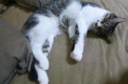 开云体育-冰岛逆袭奇迹！抢七焦点战绝杀威尔士，季后赛征程再谱传奇