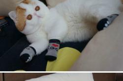 开云APP-破茧与利刃，当喀麦隆的坚韧遇上本泽马的致命一击