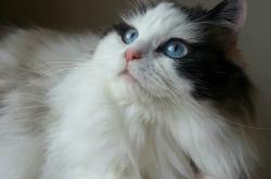 开云官网-迪亚斯攻防两端统治全场！西班牙三球完胜洪都拉斯，中场大师展露冠军相