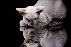 开云APP-冰与火之歌，美加墨世界杯之夜，杜兰特带领美国队绝境逢生