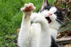 开云体育官方网站-布克爆发引领广东队关键战突围雷霆，关键战晋级在望