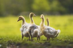 开云体育app-速胜与接管，体育世界里，秩序的铁壁如何被瞬间凿穿