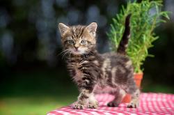 开云体育入口-库尔图瓦，虚构对决中的真实核心—论门将如何主导南非与波兰的攻防转换