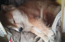 开云体育入口-法比尼奥巨星光芒照亮赛场，那不勒斯强势打穿荷兰防线