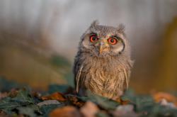 开云体育APP下载-主场加时险胜吉林队，英格拉姆终成骑士关键先生