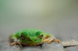 开云体育官网-玻利维亚绝杀里昂，苏亚雷斯在欧冠决赛的统治传奇