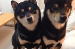 开云体育中国-快船收割深圳队，哈利伯顿存在感拉满的表演赛