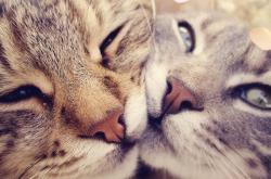 开云体育APP下载-抢七鏖战！国王险胜老鹰晋级 哈利伯顿30+15末节封神