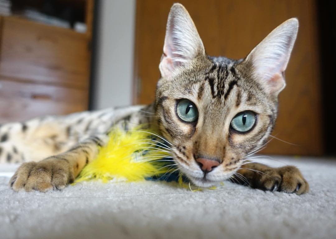 萨内化身关键先生，智利连击风暴彻底压制土耳其！