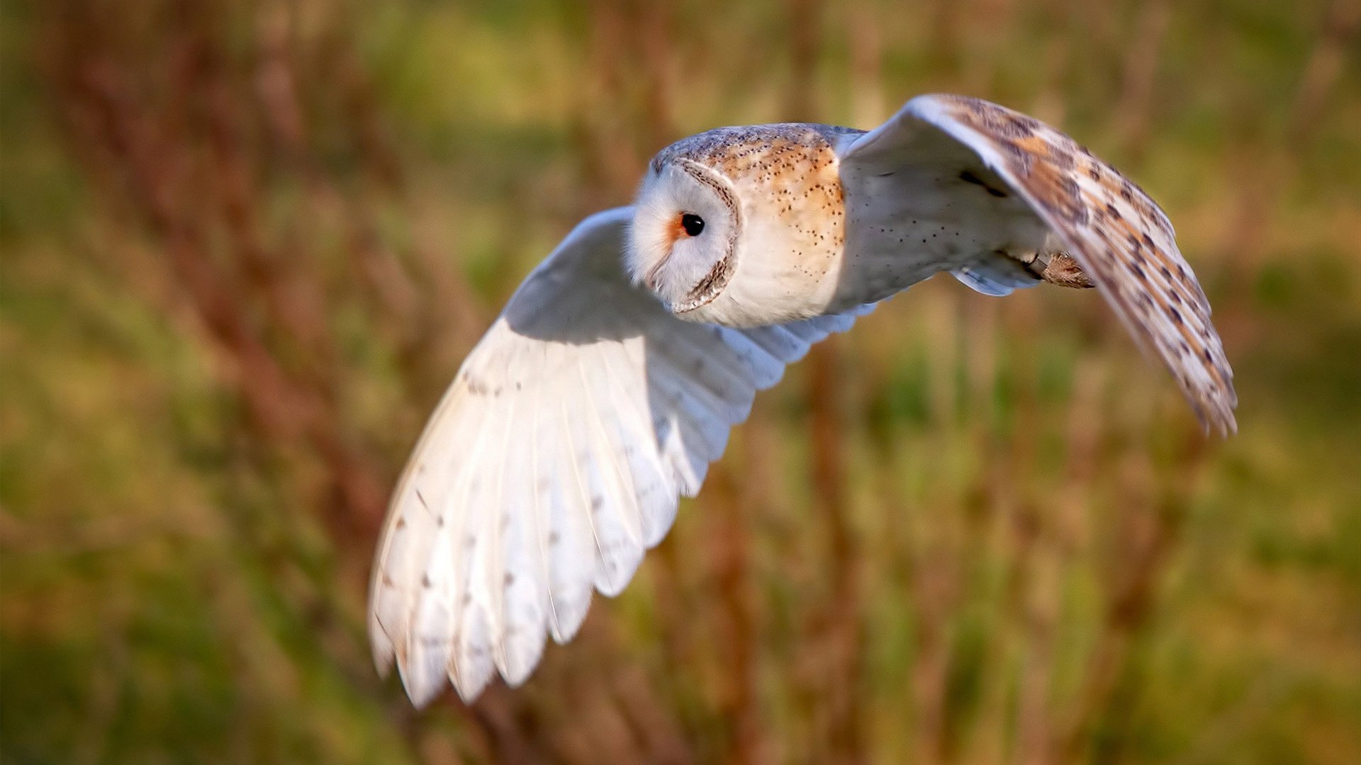 爵士强压灰熊，保罗用实力演绎老派风云