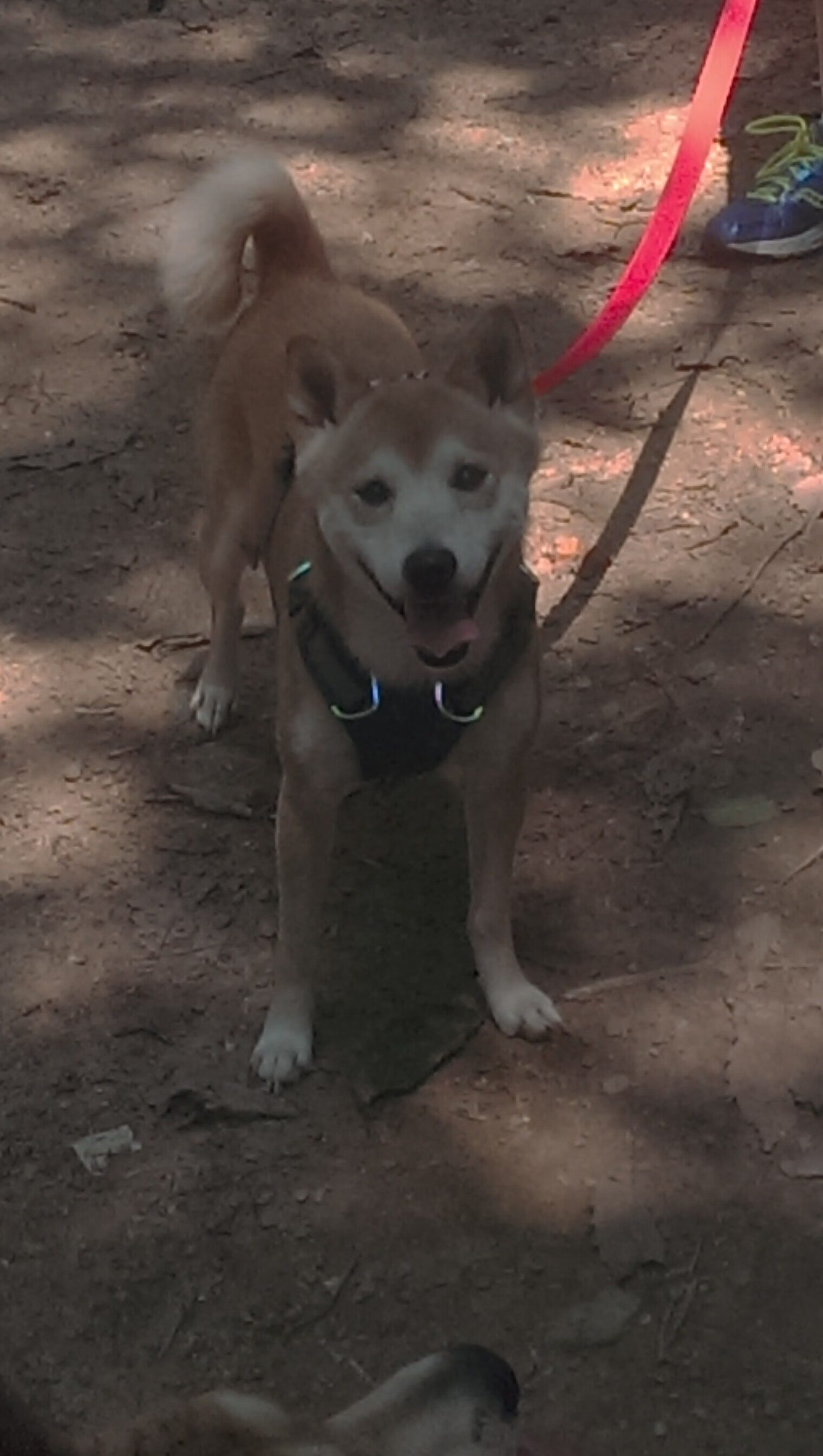 从防守囚笼到灵魂破枷，戈贝尔的西决救赎之夜