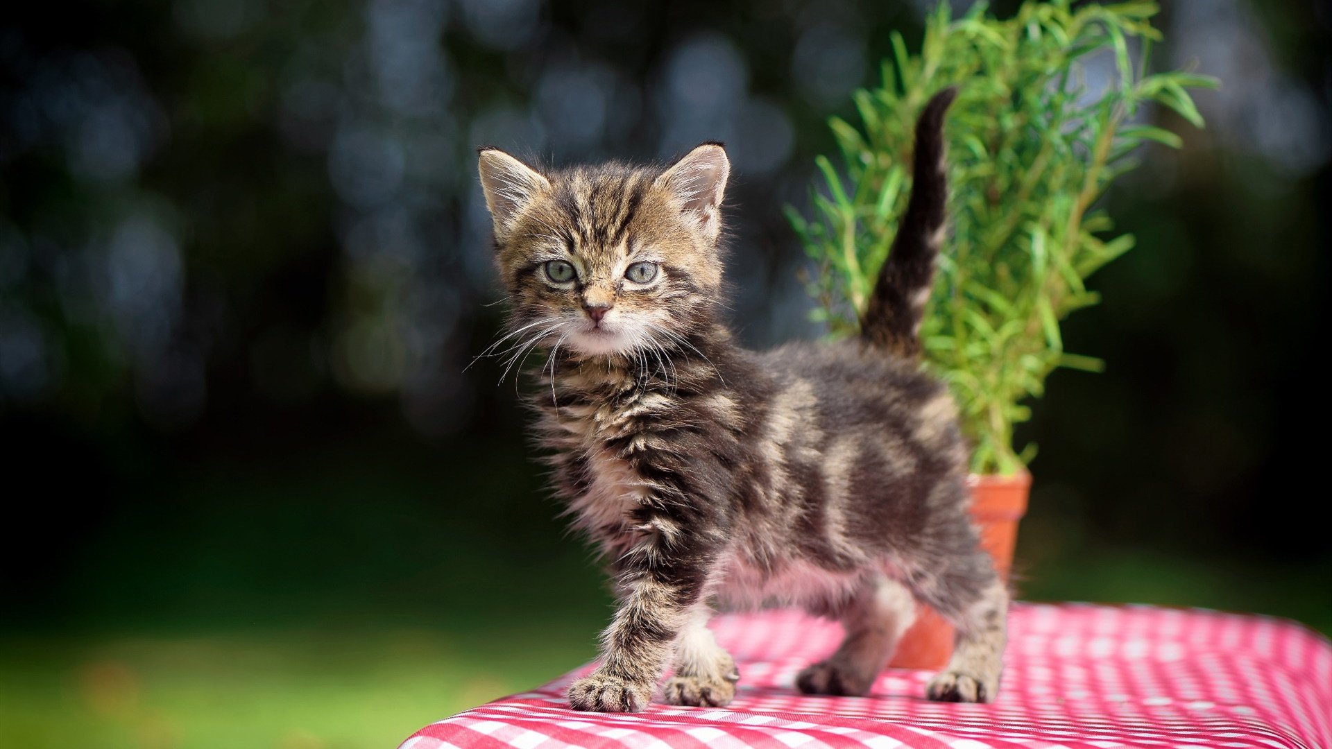 库尔图瓦，虚构对决中的真实核心—论门将如何主导南非与波兰的攻防转换