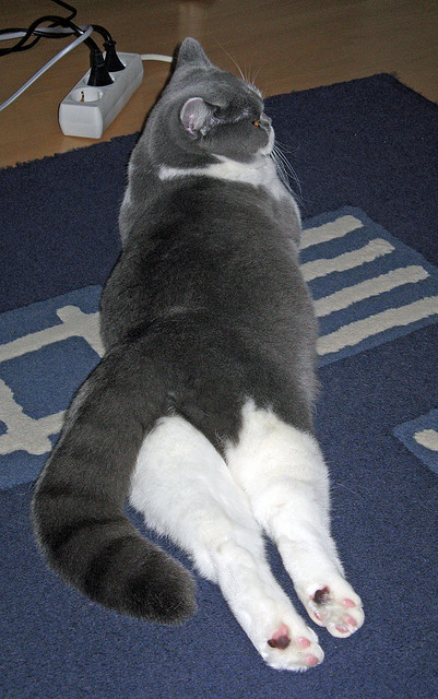 蒂亚戈临危救主！关键节点连击助皇马稳擒米兰