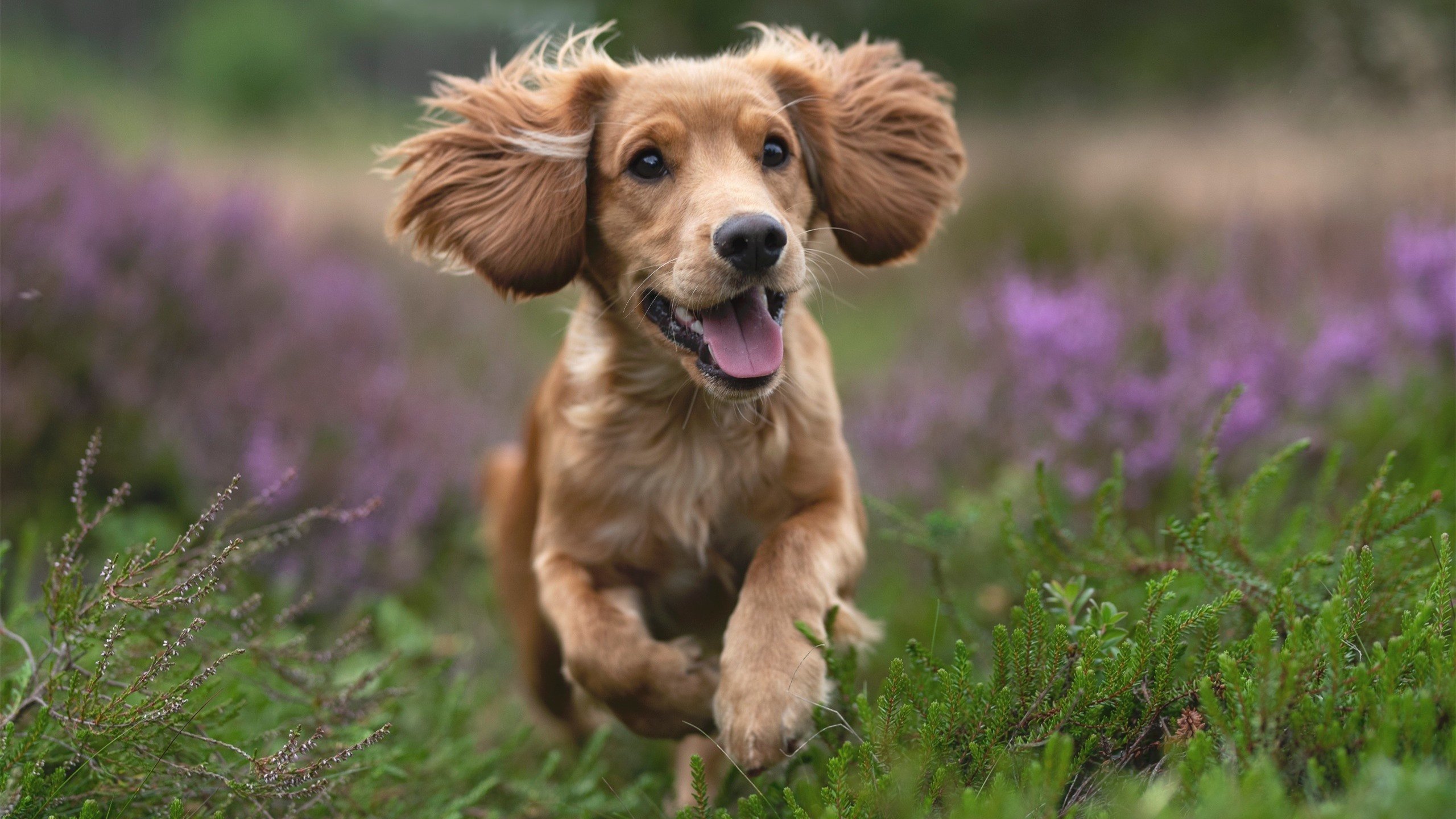 国家德比夜，布雷默的无声诗篇