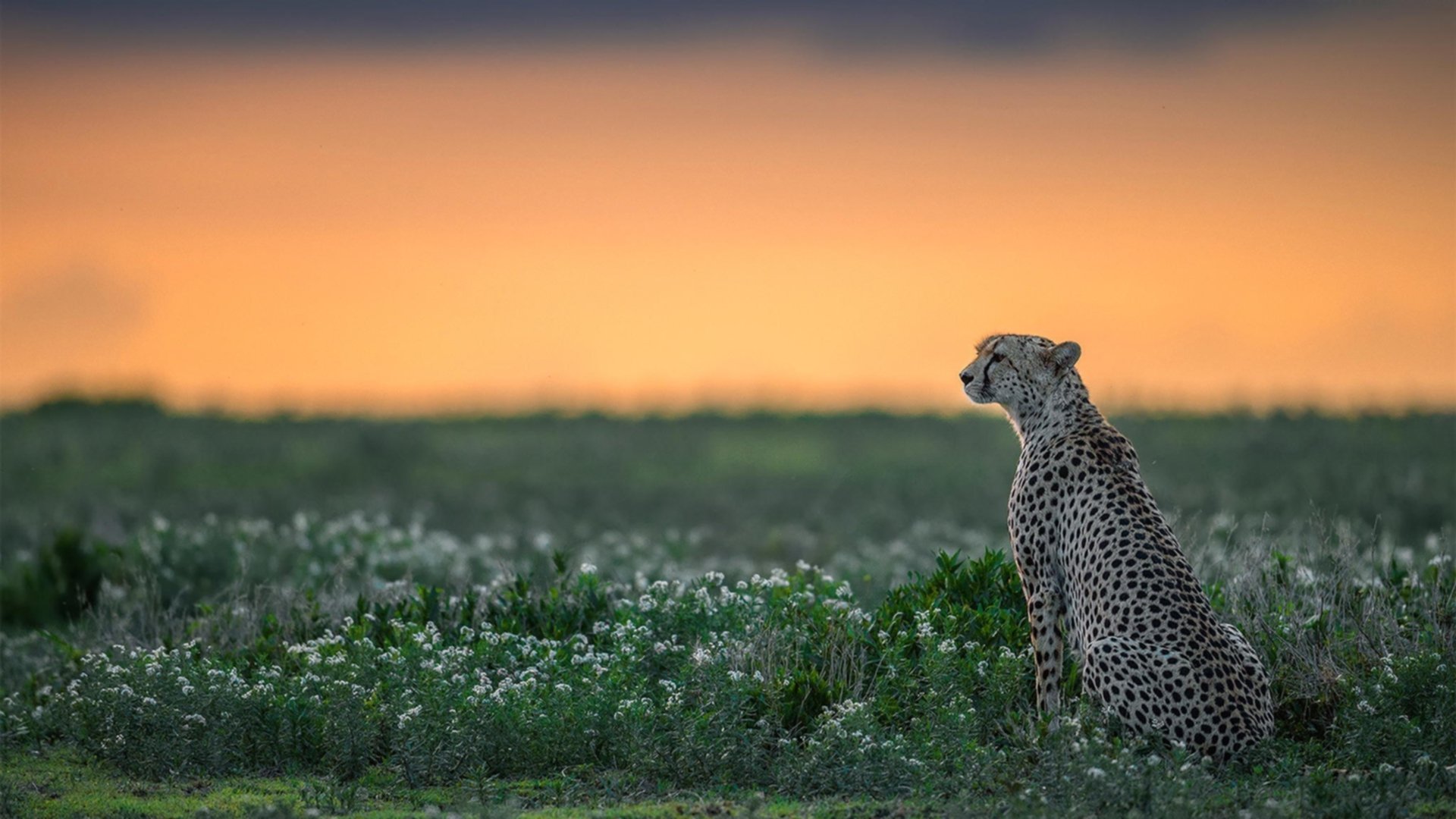 奥亚尔萨瓦尔关键进球定乾坤,绿茵场上的闪电与资源暗战中的惊雷