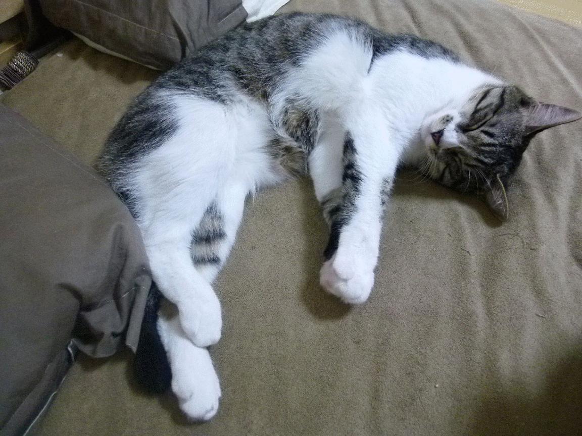 赛道与球场,决胜时刻的共同密码