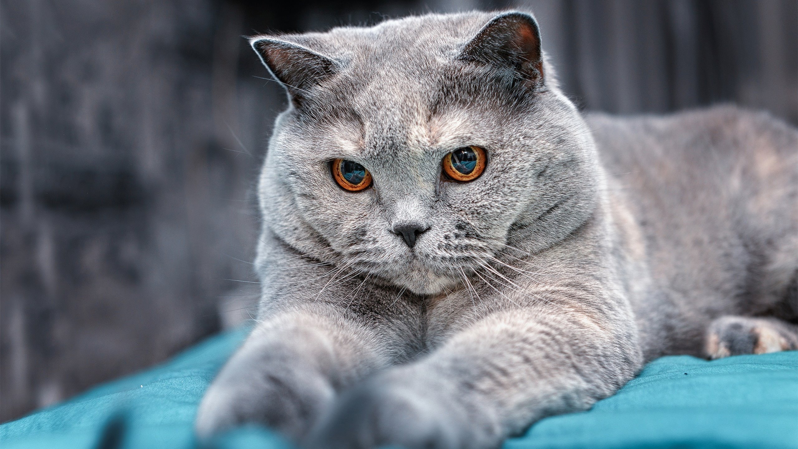 浓眉下的轰鸣,F1新赛季如何用一场视觉图腾唤醒全球集体亢奋