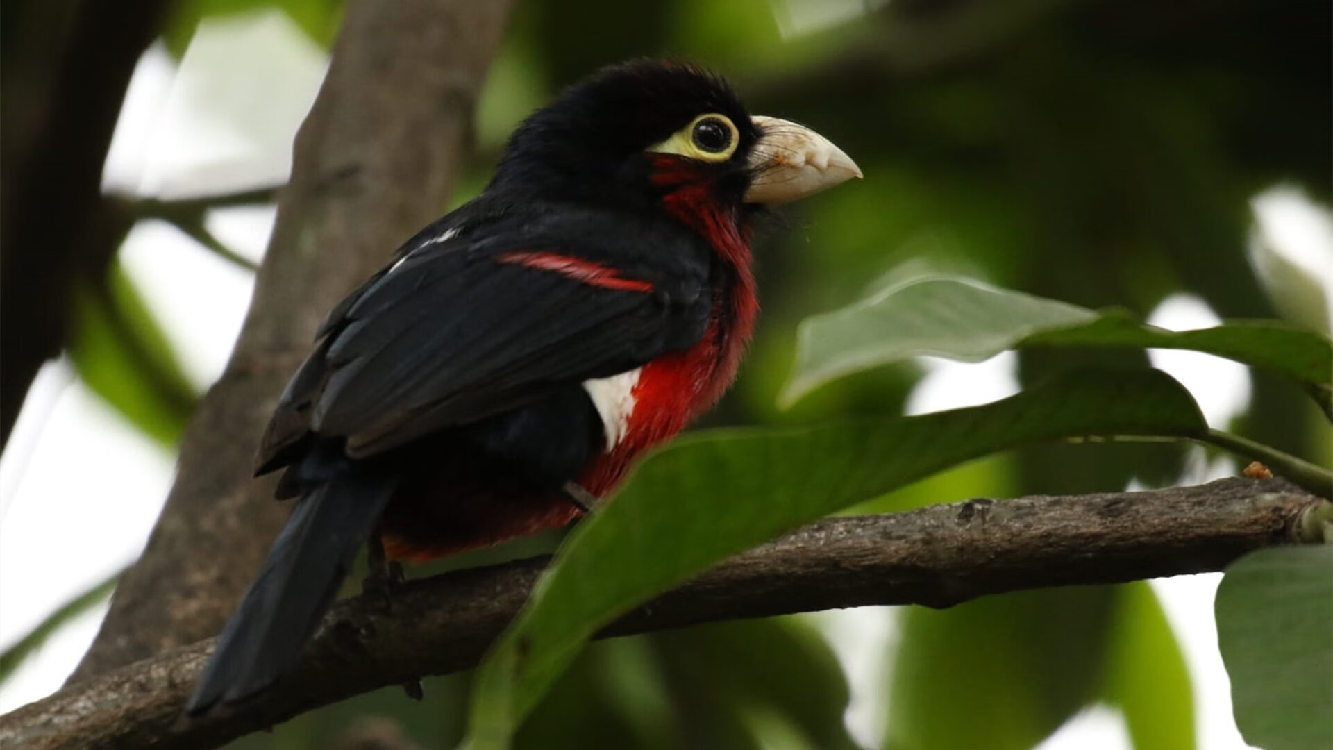 北方寒风席卷高原,加拿大粉碎墨西哥,萨卡成为关键先生