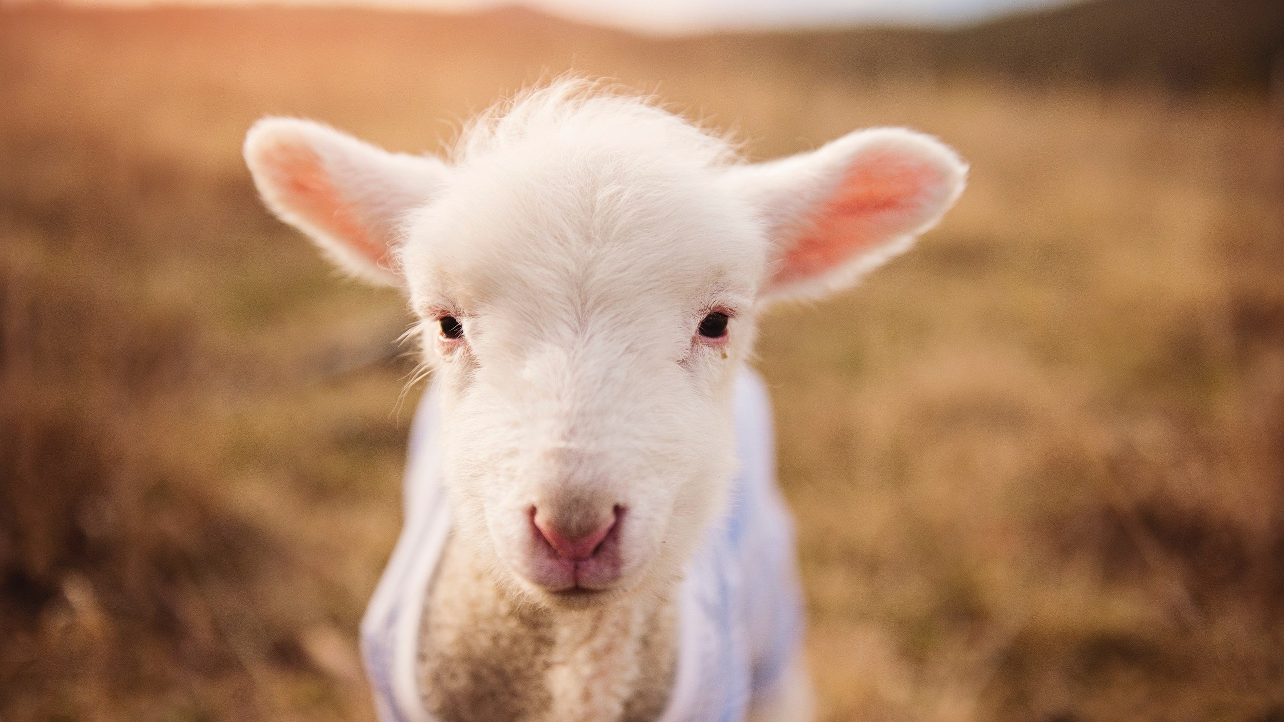 第三十分钟的喀麦隆鼓声，当梅西在友谊赛中决定成为全场焦点