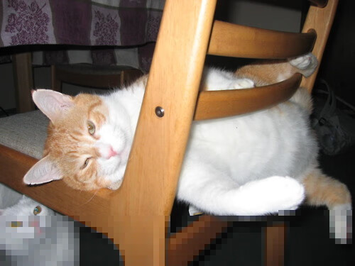 伦纳德主宰赛场，鹈鹕上演惊天逆转—年度焦点之战击溃上海队