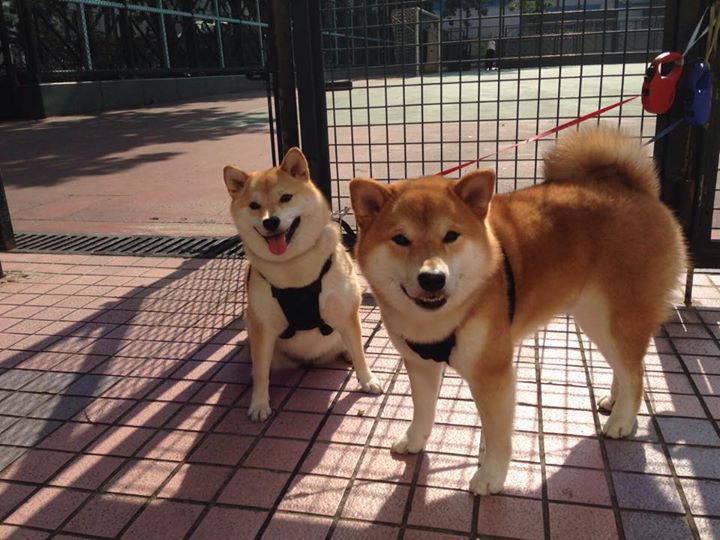 破茧与利刃,当喀麦隆的坚韧遇上本泽马的致命一击