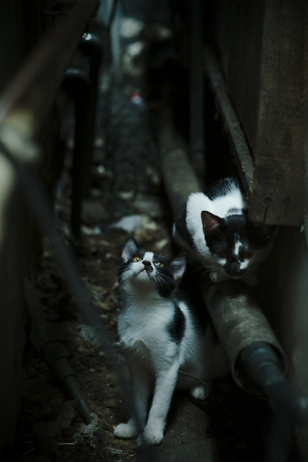 破壁之战,当罗德里戈在万人注视下撕碎压力,刺穿尼日利亚的叹息之墙