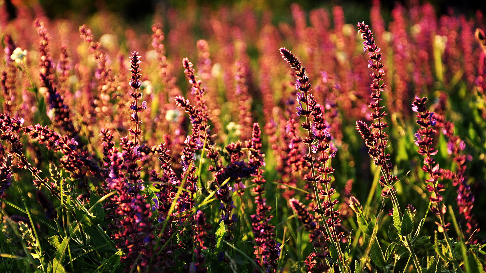 收割者德比,当绿茵场变成全球人才竞技场