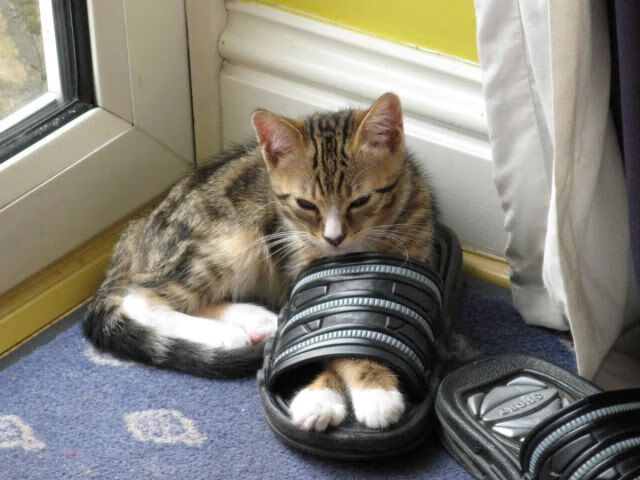 沉寂与爆发，米切尔自我救赎，灰熊关键战力克76人