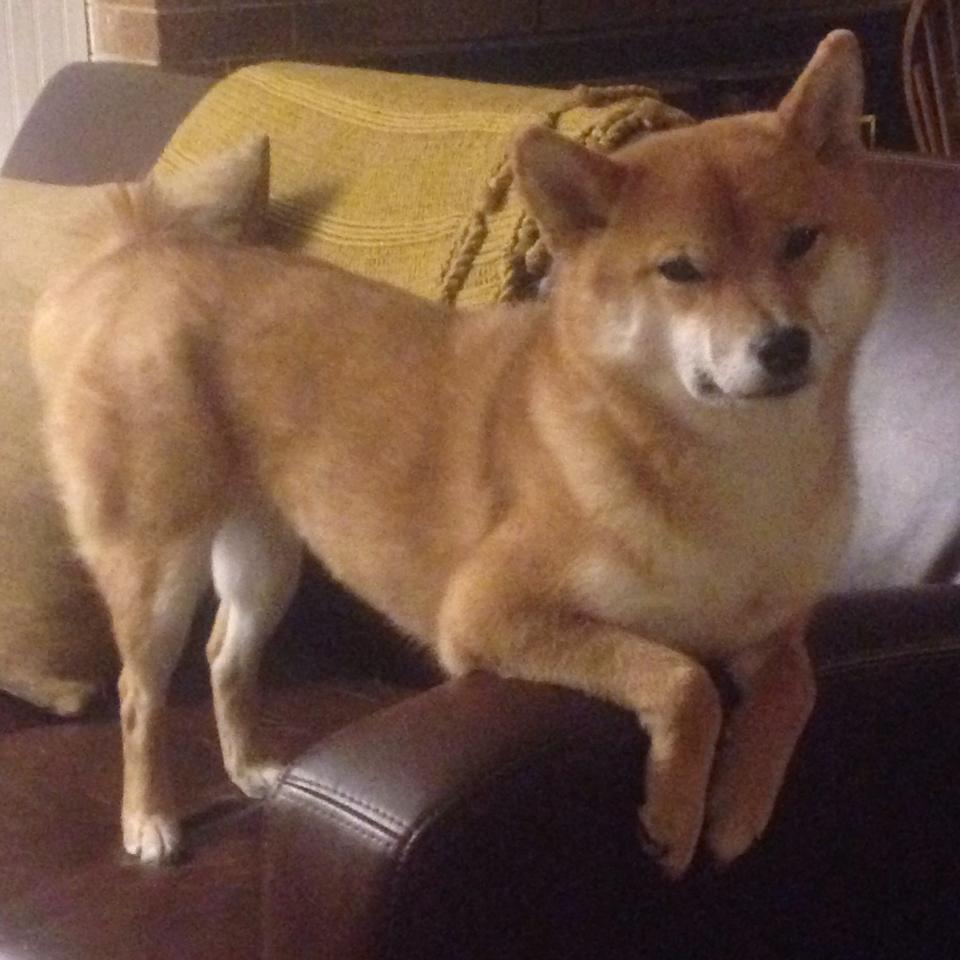 尼日利亚塞维利亚关键战，奥运周期焦点战悬念提前终结