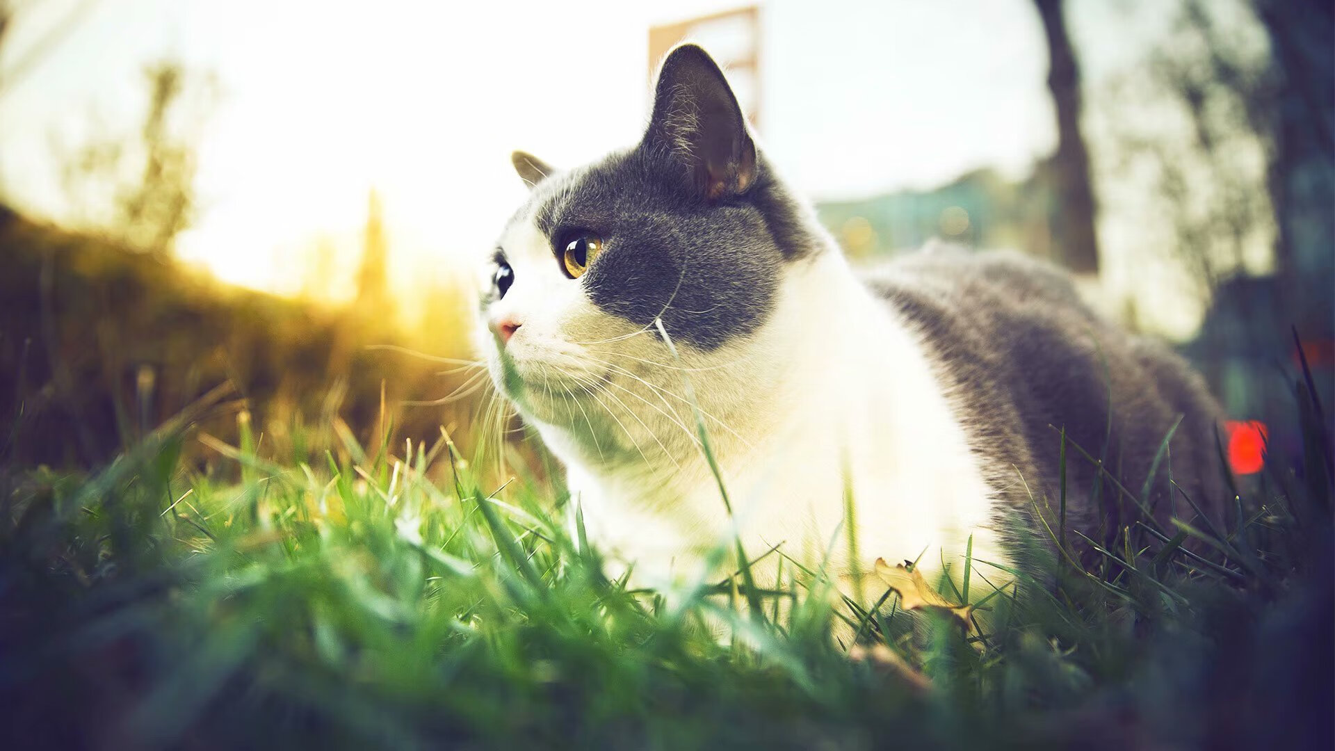 绿茵的辩证术，当塞内加尔的利刃刺穿巴萨的哲学，与卡塞米罗的永恒杀伤